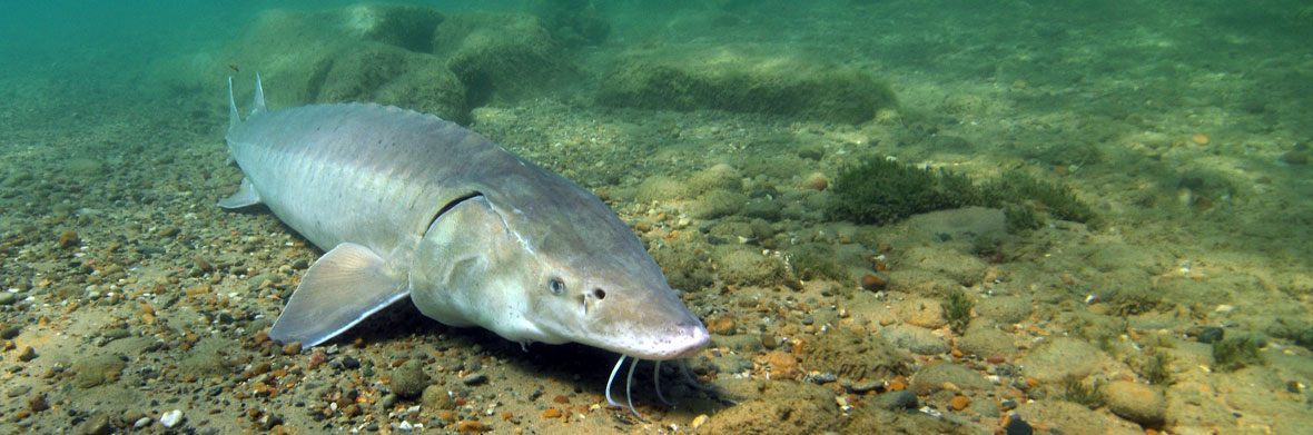 Sturgeon