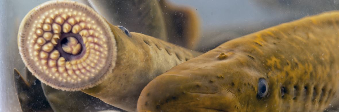 Sea Lamprey