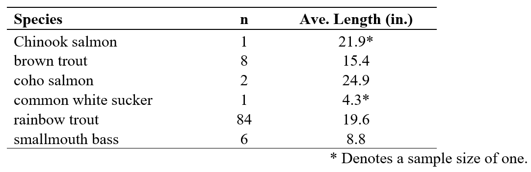 Table showing fish species, sample sizes (n), and average lengths (in inches).

Chinook salmon: n = 1, Ave. Length = 21.9*
Brown trout: n = 8, Ave. Length = 15.4
Coho salmon: n = 2, Ave. Length = 24.9
Common white sucker: n = 1, Ave. Length = 4.3*
Rainbow trout: n = 84, Ave. Length = 19.6
Smallmouth bass: n = 6, Ave. Length = 8.8