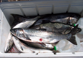 Salmon with Sea Lamprey Wound