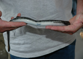 Tagging Sea Lamprey