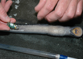 Sea Lamprey Tagging