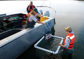 Lake Trout Acoustic Telemetry