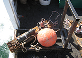 Sturgeon Tagging