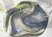 American Eel