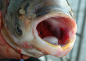 Silver Carp, Close-Up of Face