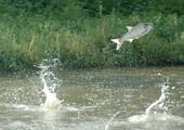 Flying Silver Carp, Close-up